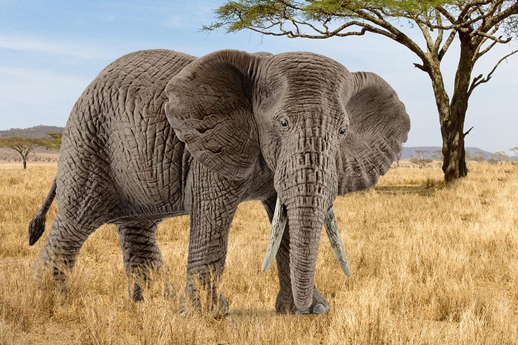 Schleich Animales y Dinosaurios Elefante africano hembra coleccionable - Schleich SCH14761