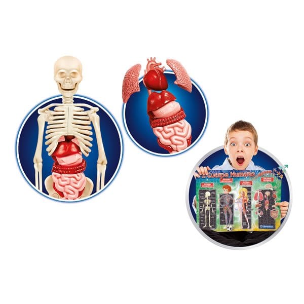 Pichintun Cuerpo Humano 55089