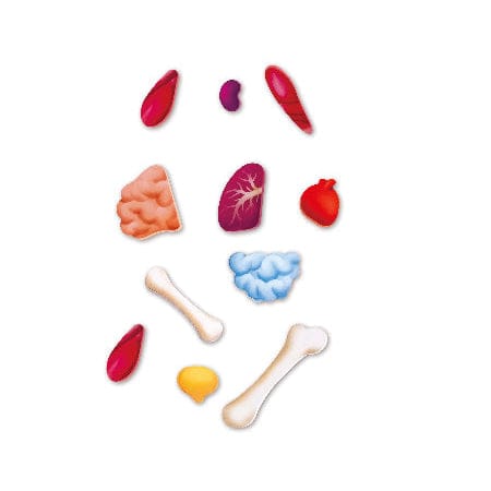 Hape Puzzles y encajes Rompecabezas cuerpo humano - Hape E1635
