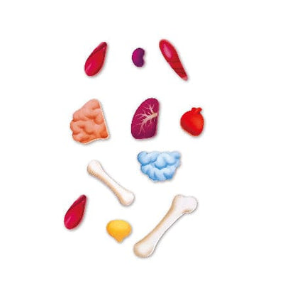 Hape Puzzles y encajes Rompecabezas cuerpo humano - Hape E1635