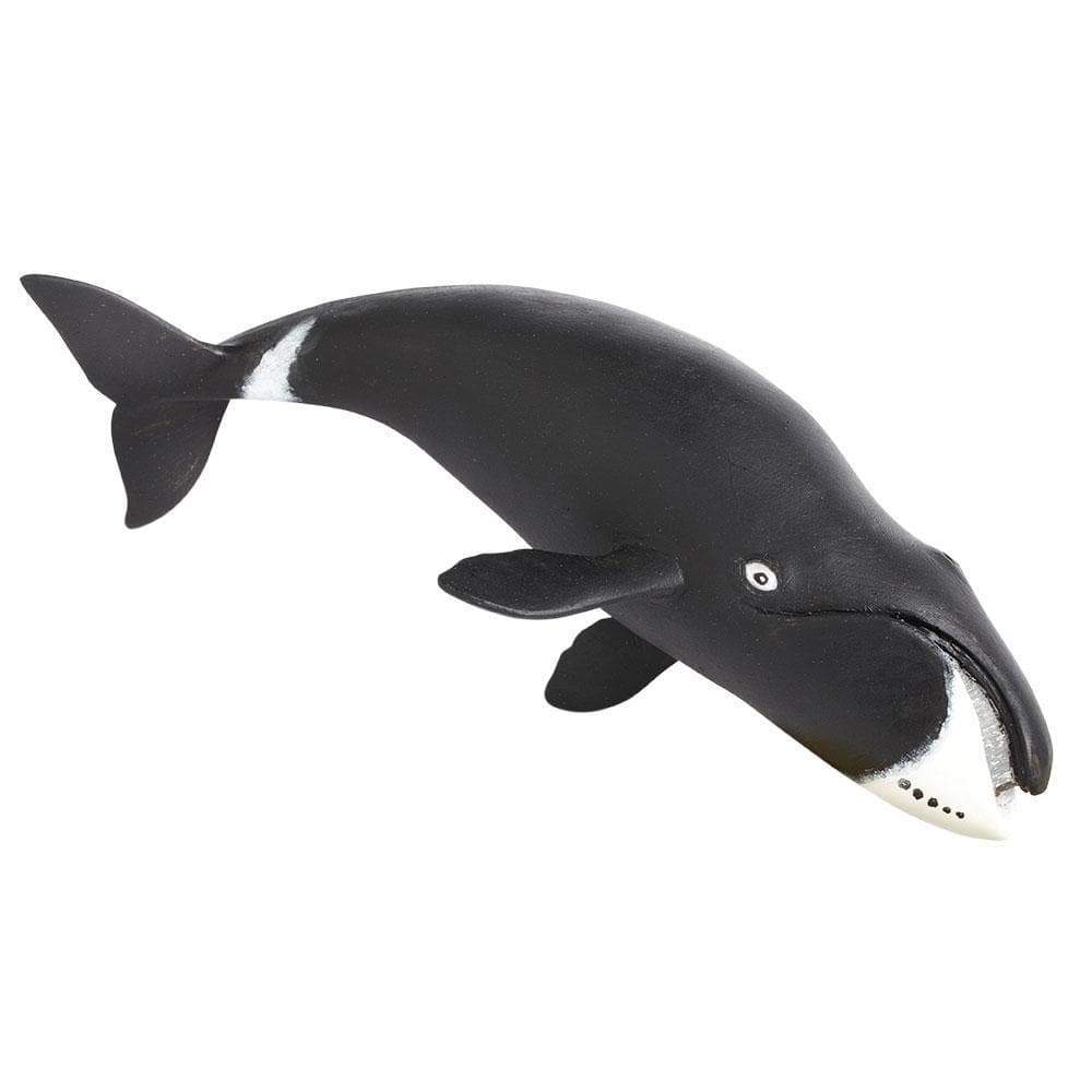 Ballena "Bowhead Whale" Coleccionable