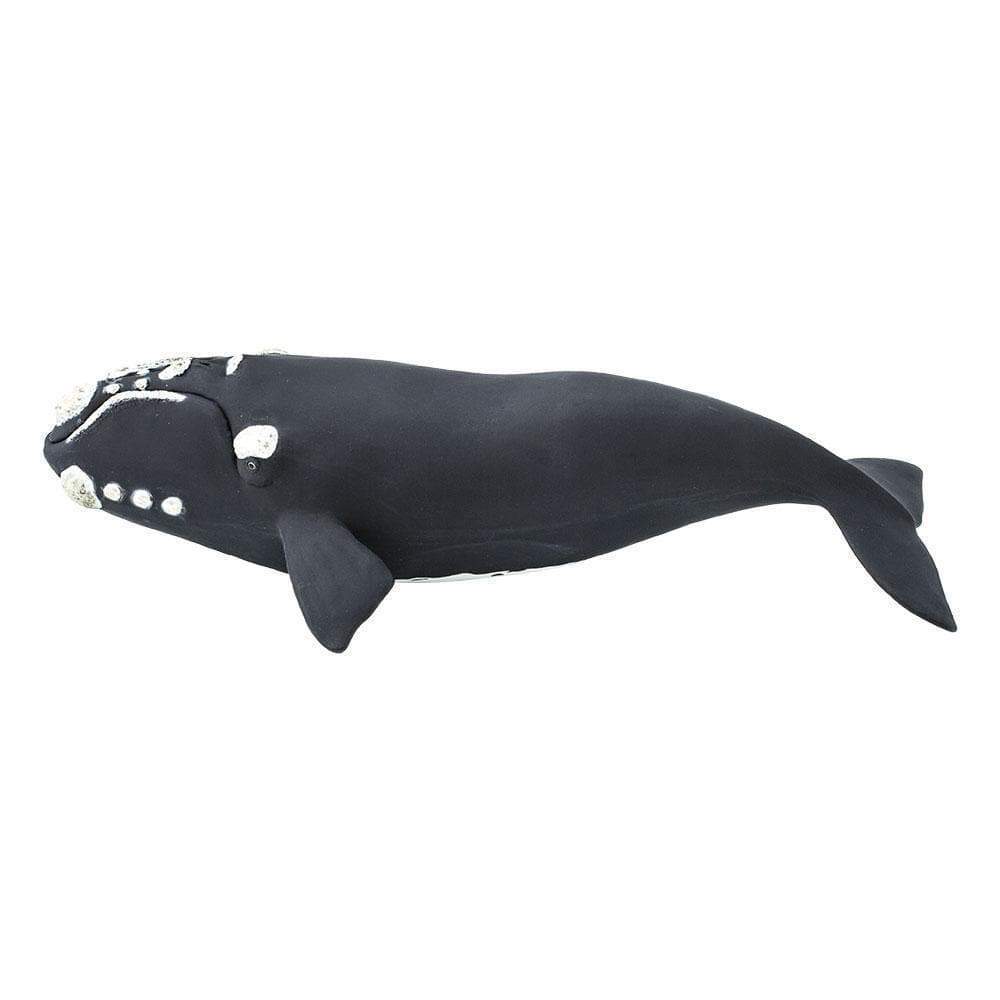 Ballena Franca Coleccionable
