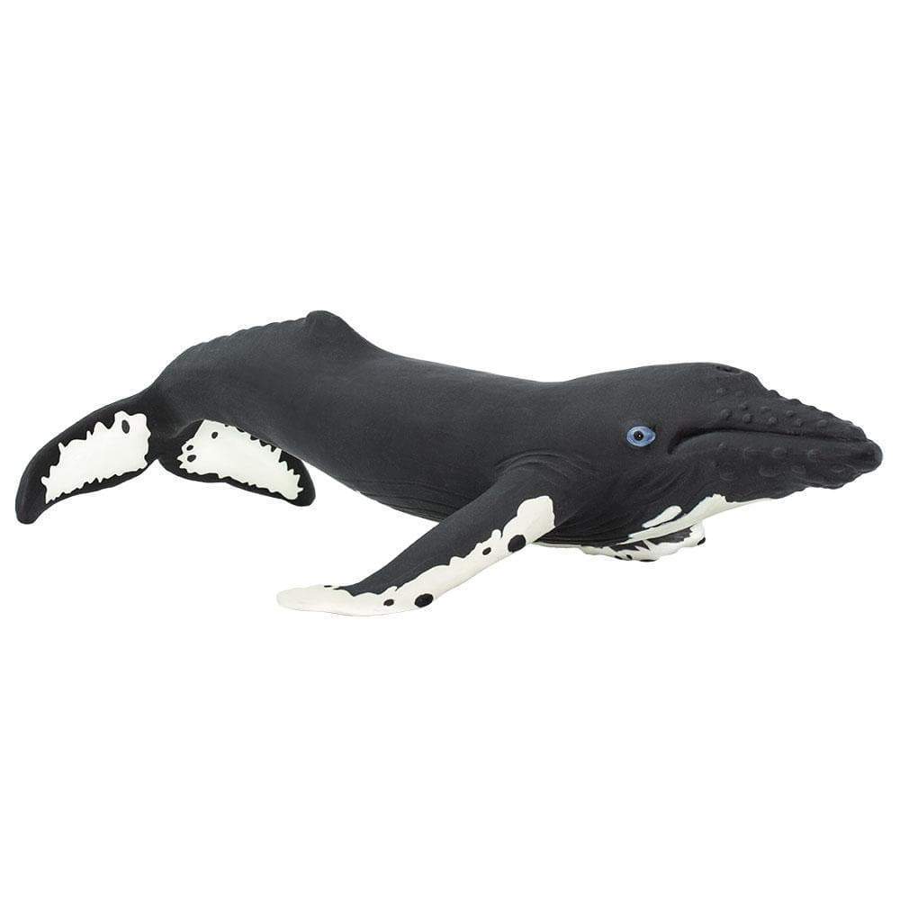 Ballena Jorabada Coleccionable