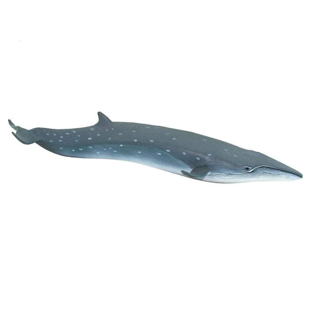 Ballena Sei Coleccionable