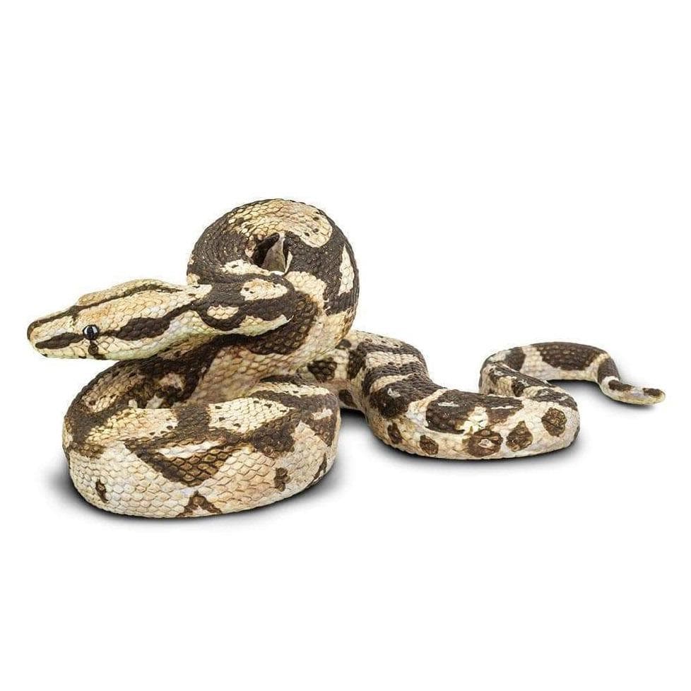 Boa Constrictor Coleccionable