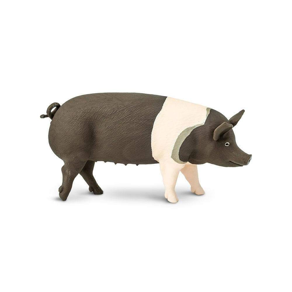 Cerdo de Hampshire Coleccionable