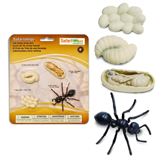 SAFARI Animales y Dinosaurios Coleccionables Ciclo de vida de una hormiga coleccionable SA663916